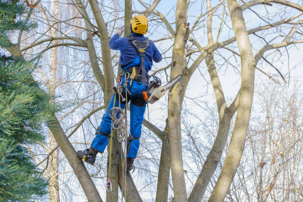 Best Hedge Trimming  in USA